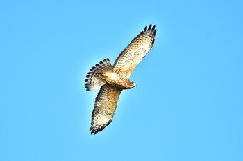 2018年10月8日(月) 伊良湖岬の野鳥観察記録