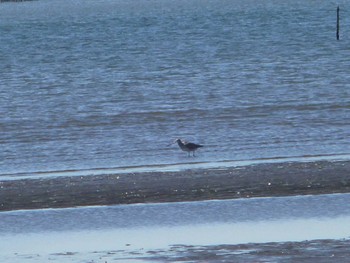 2024年3月27日(水) 葛西臨海公園の野鳥観察記録