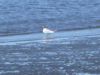 Saunders's Gull Kasai Rinkai Park Wed, 3/27/2024