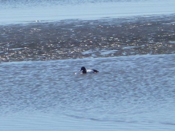 Greater Scaup Kasai Rinkai Park Wed, 3/27/2024