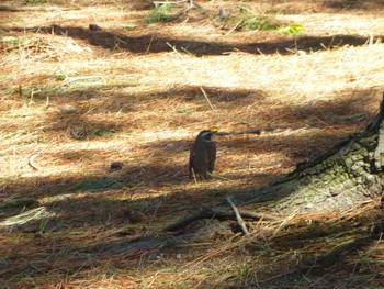 Dusky Thrush Kasai Rinkai Park Wed, 3/27/2024