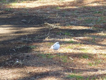 White Wagtail Kasai Rinkai Park Wed, 3/27/2024