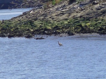 Far Eastern Curlew Kasai Rinkai Park Wed, 3/27/2024