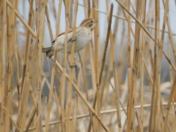 Common Reed Bunting Sambanze Tideland Sun, 3/24/2024