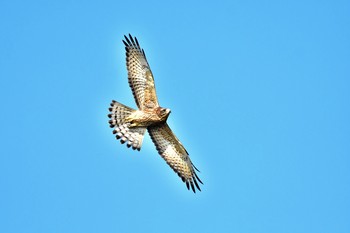 Grey-faced Buzzard Cape Irago Tue, 10/9/2018