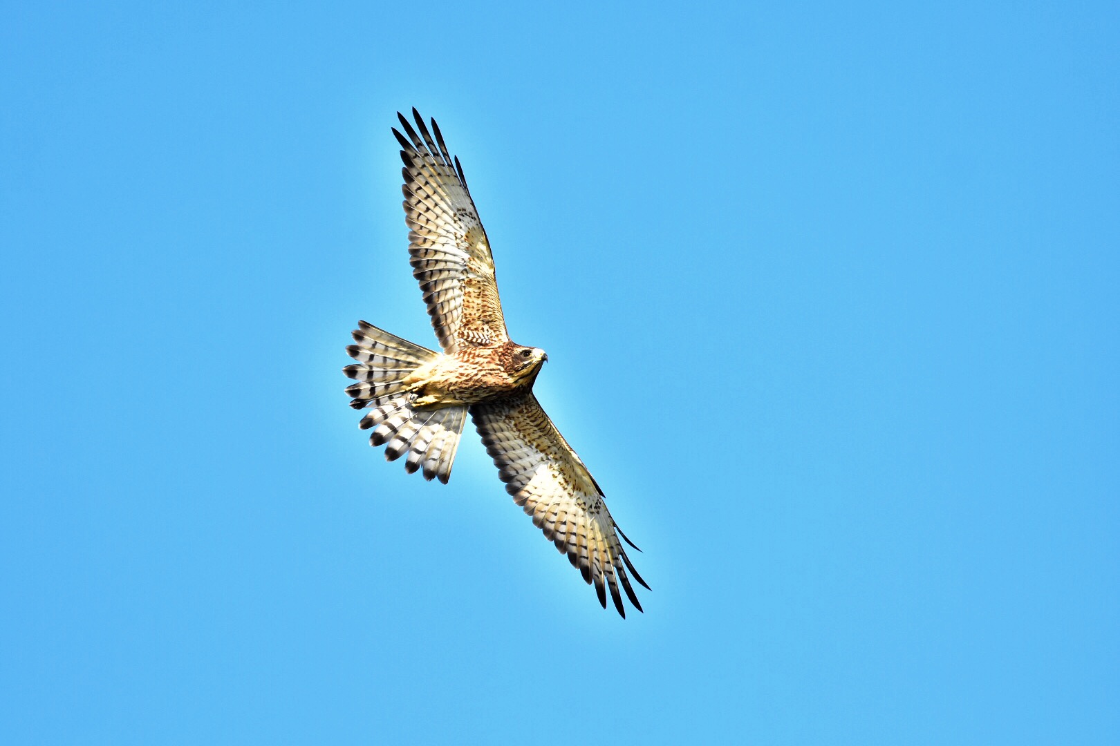 Photo of Grey-faced Buzzard at Cape Irago by pochino3298