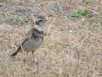 ツグミ ふなばし三番瀬海浜公園 2024年3月24日(日)