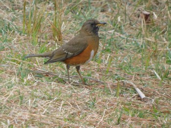 Brown-headed Thrush Sambanze Tideland Sun, 3/24/2024