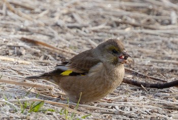 Grey-capped Greenfinch 河口湖北岸(大石公園) Sun, 3/24/2024