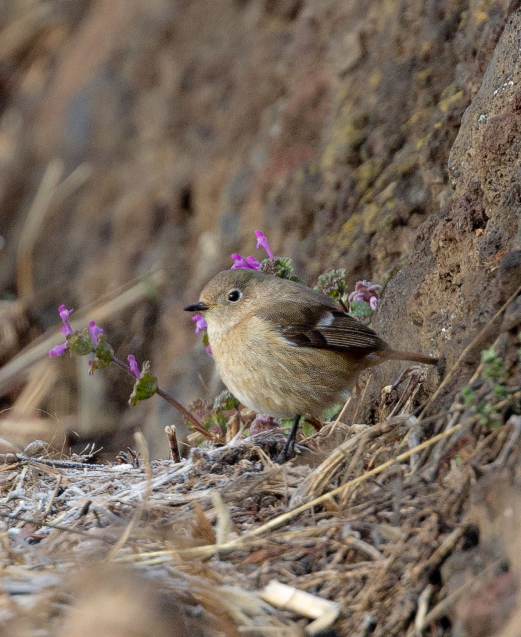 Photo of Daurian Redstart at 河口湖北岸(大石公園) by takumi