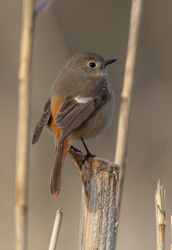 Daurian Redstart 河口湖北岸(大石公園) Sun, 3/24/2024