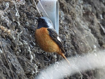 Daurian Redstart 河口湖北岸(大石公園) Sun, 3/24/2024