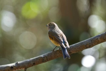 ルリビタキ 名古屋平和公園 2024年3月27日(水)