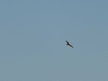 Eastern Buzzard Kasai Rinkai Park Wed, 3/27/2024