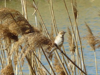 Common Reed Bunting Kasai Rinkai Park Wed, 3/27/2024