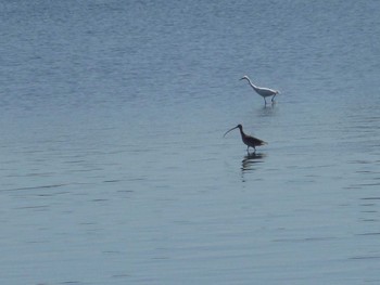 Far Eastern Curlew Kasai Rinkai Park Wed, 3/27/2024