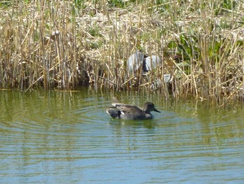 オカヨシガモ 葛西臨海公園 2024年3月27日(水)