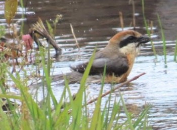 Bull-headed Shrike 麻機遊水地 Wed, 3/27/2024