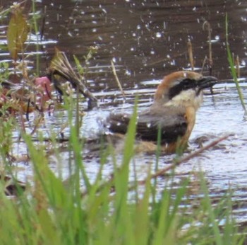 Bull-headed Shrike 麻機遊水地 Wed, 3/27/2024