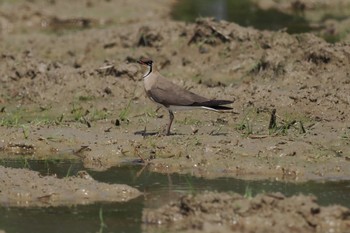 Oriental Pratincole Unknown Spots Mon, 3/25/2024