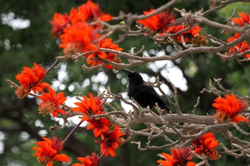 Large-billed Crow(osai) Unknown Spots Wed, 3/27/2024