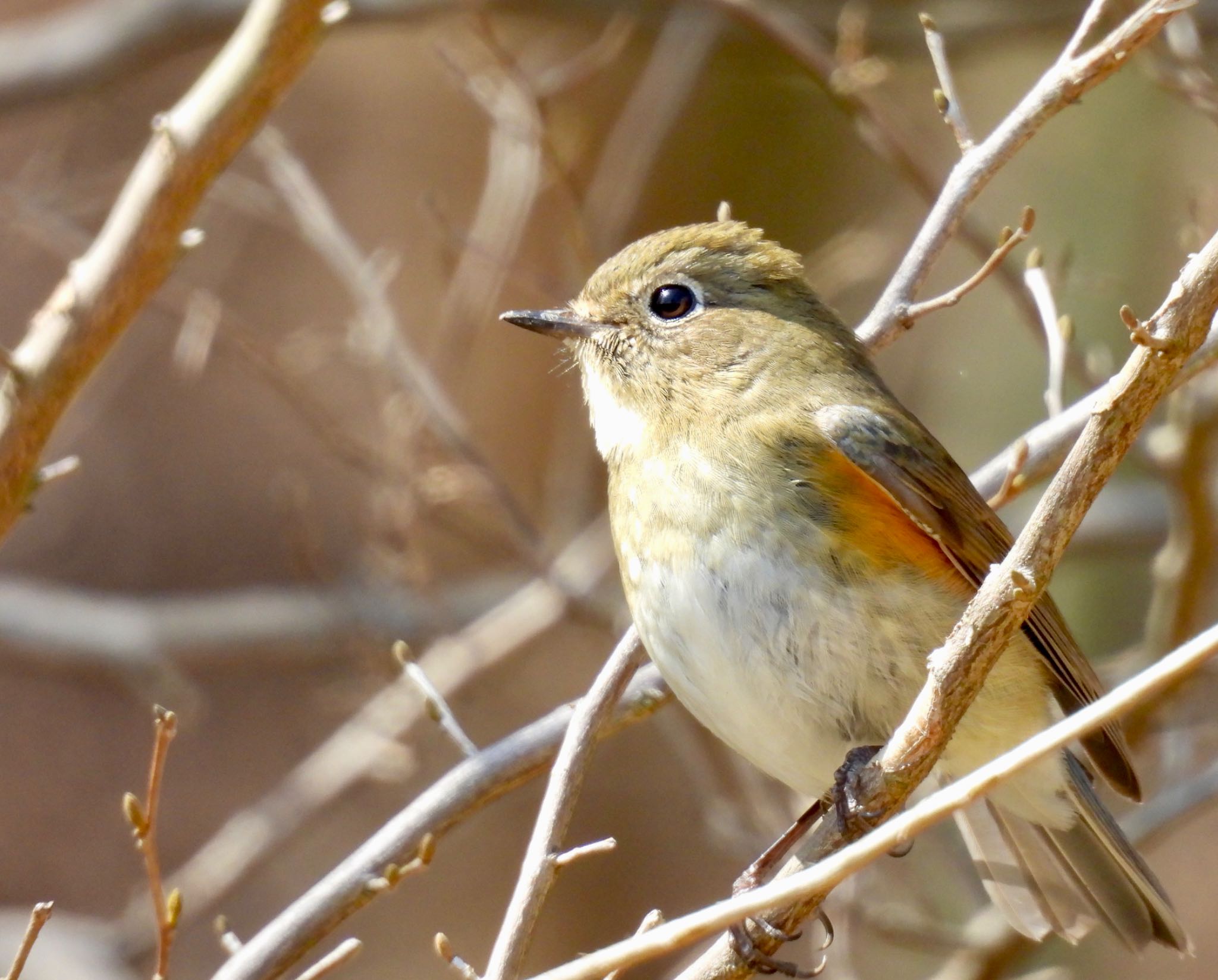 Red-flanked Bluetail