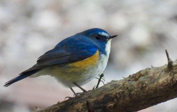 Red-flanked Bluetail 養老公園 Tue, 3/19/2024