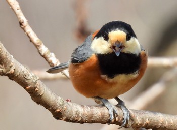 Varied Tit 長良川ふれあいの森 Fri, 3/22/2024