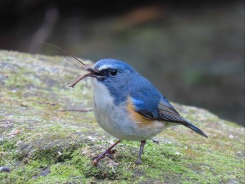 ルリビタキ ご近所の公園 2024年3月24日(日)