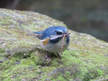 ルリビタキ ご近所の公園 2024年3月24日(日)