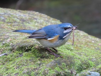 Red-flanked Bluetail ご近所の公園 Sun, 3/24/2024