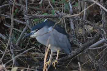 2024年3月27日(水) 上谷沼調整池の野鳥観察記録