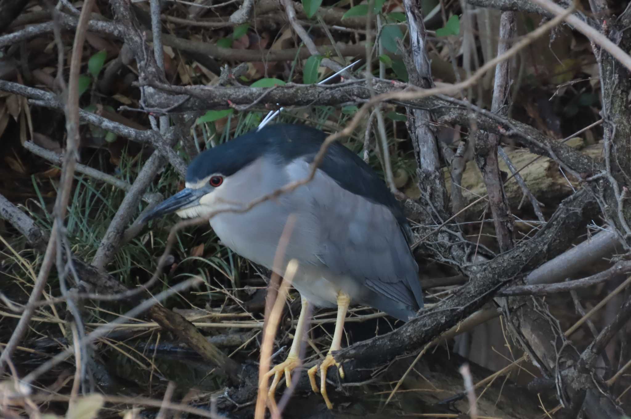 Photo of Black-crowned Night Heron at 上谷沼調整池 by ほおじろうず