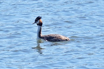 カンムリカイツブリ 葛西臨海公園 2024年3月27日(水)