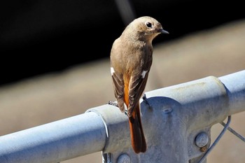 Daurian Redstart Kasai Rinkai Park Wed, 3/27/2024