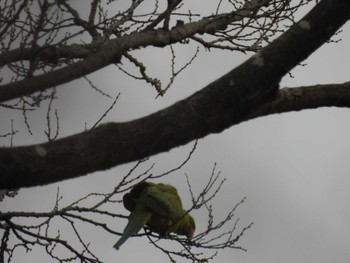 Indian Rose-necked Parakeet 多摩川台公園 Wed, 3/27/2024