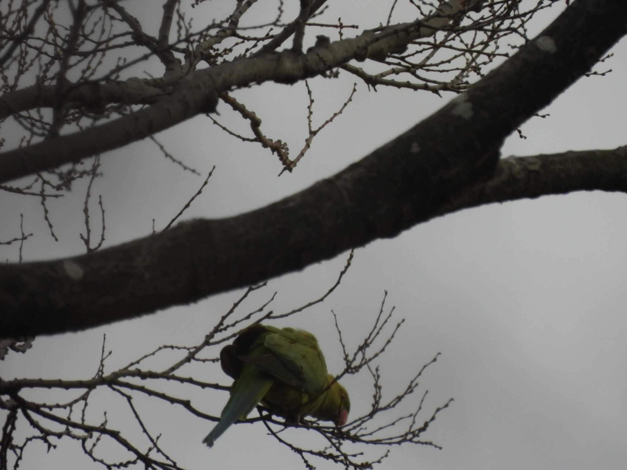 多摩川台公園 ワカケホンセイインコの写真 by ミサゴ好き🐦