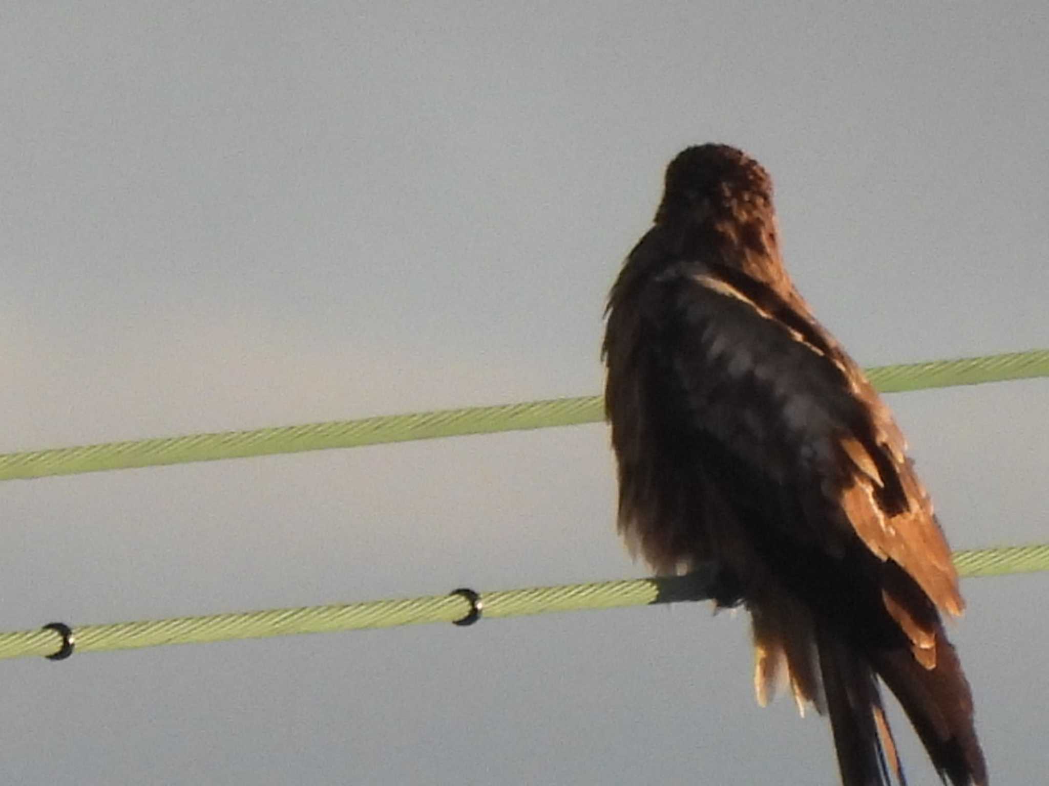 Black Kite