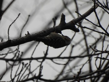 Japanese Pygmy Woodpecker 多摩川台公園 Wed, 3/27/2024