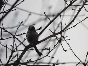 Long-tailed Tit 多摩川台公園 Wed, 3/27/2024