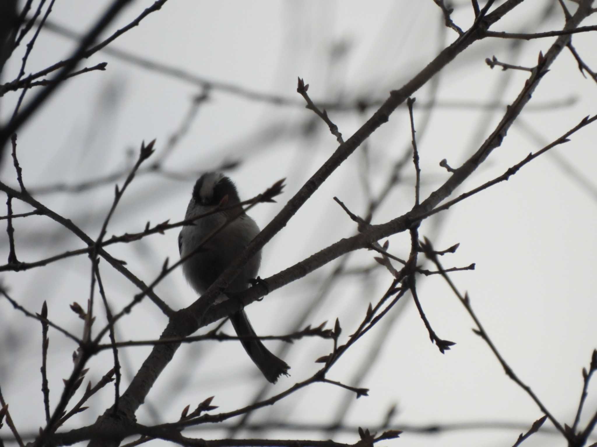 多摩川台公園 エナガの写真 by ミサゴ好き🐦