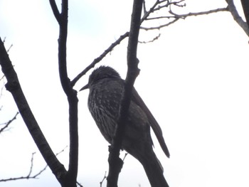 Brown-eared Bulbul 多摩川台公園 Wed, 3/27/2024