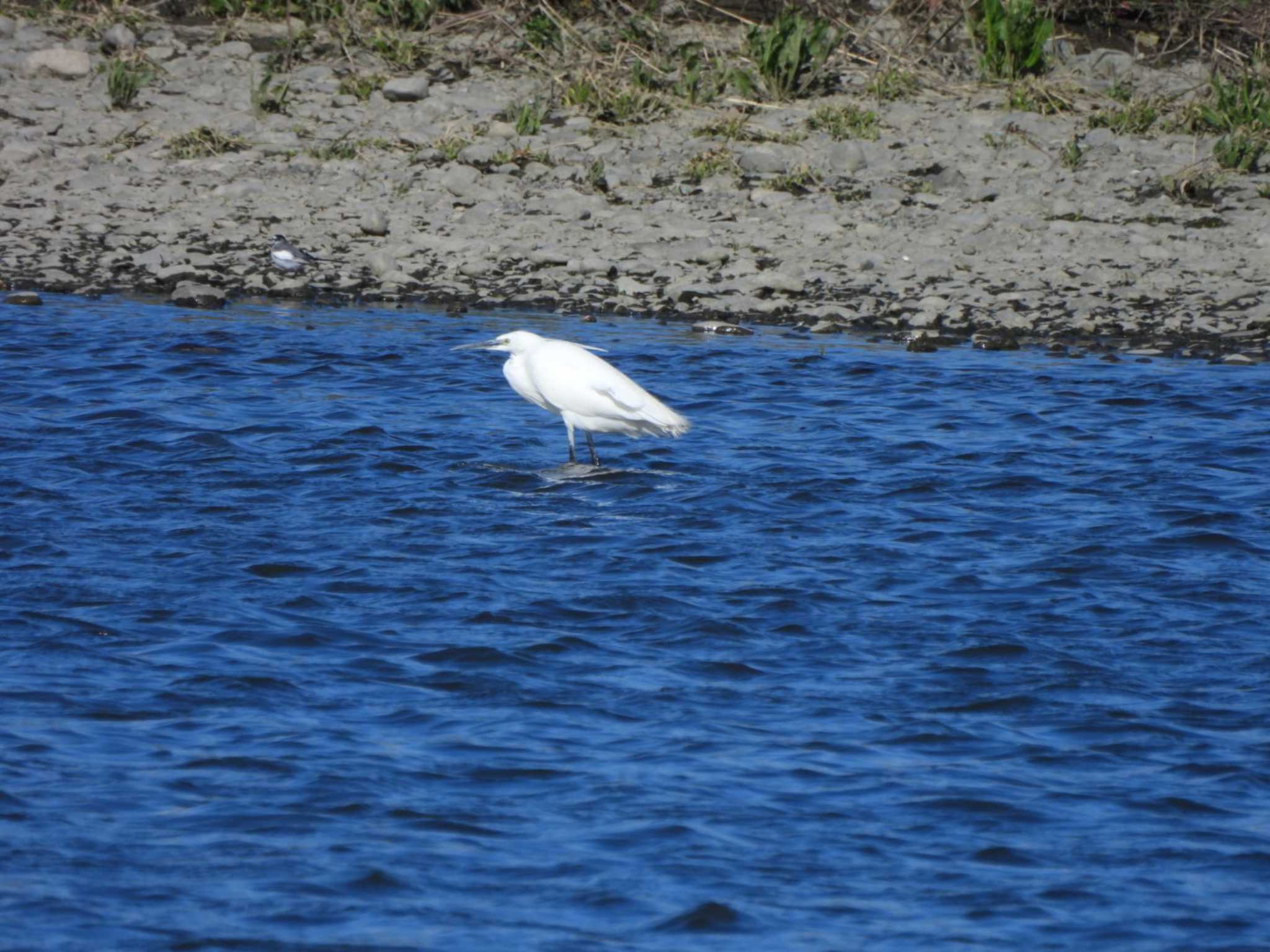 Little Egret