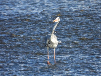 Wed, 3/27/2024 Birding report at 多摩川(ガス橋付近)