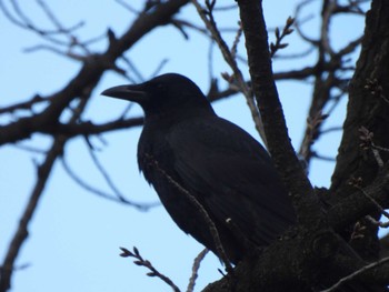 Carrion Crow 多摩川台公園 Wed, 3/27/2024