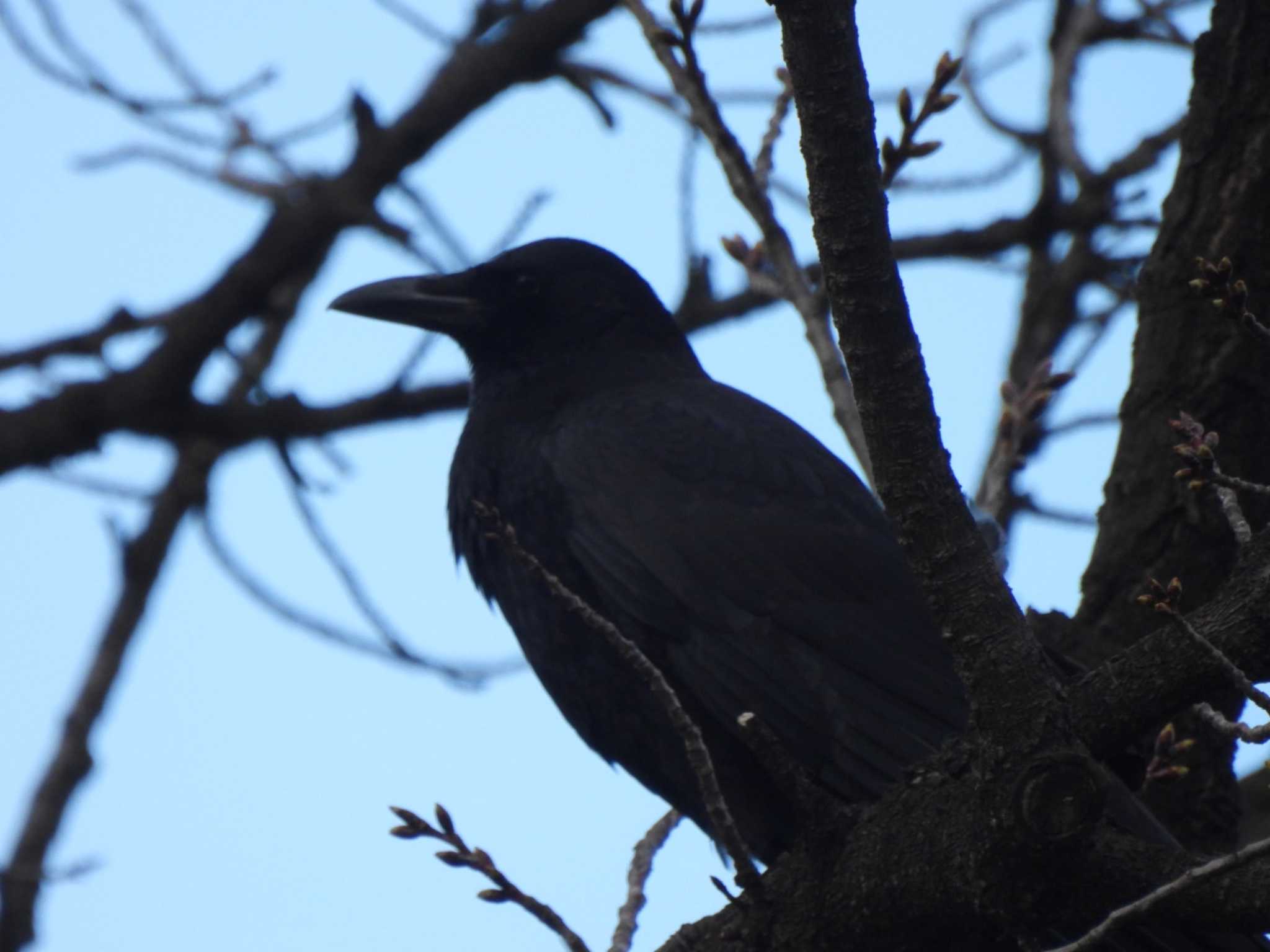 多摩川台公園 ハシボソガラスの写真 by ミサゴ好き🐦