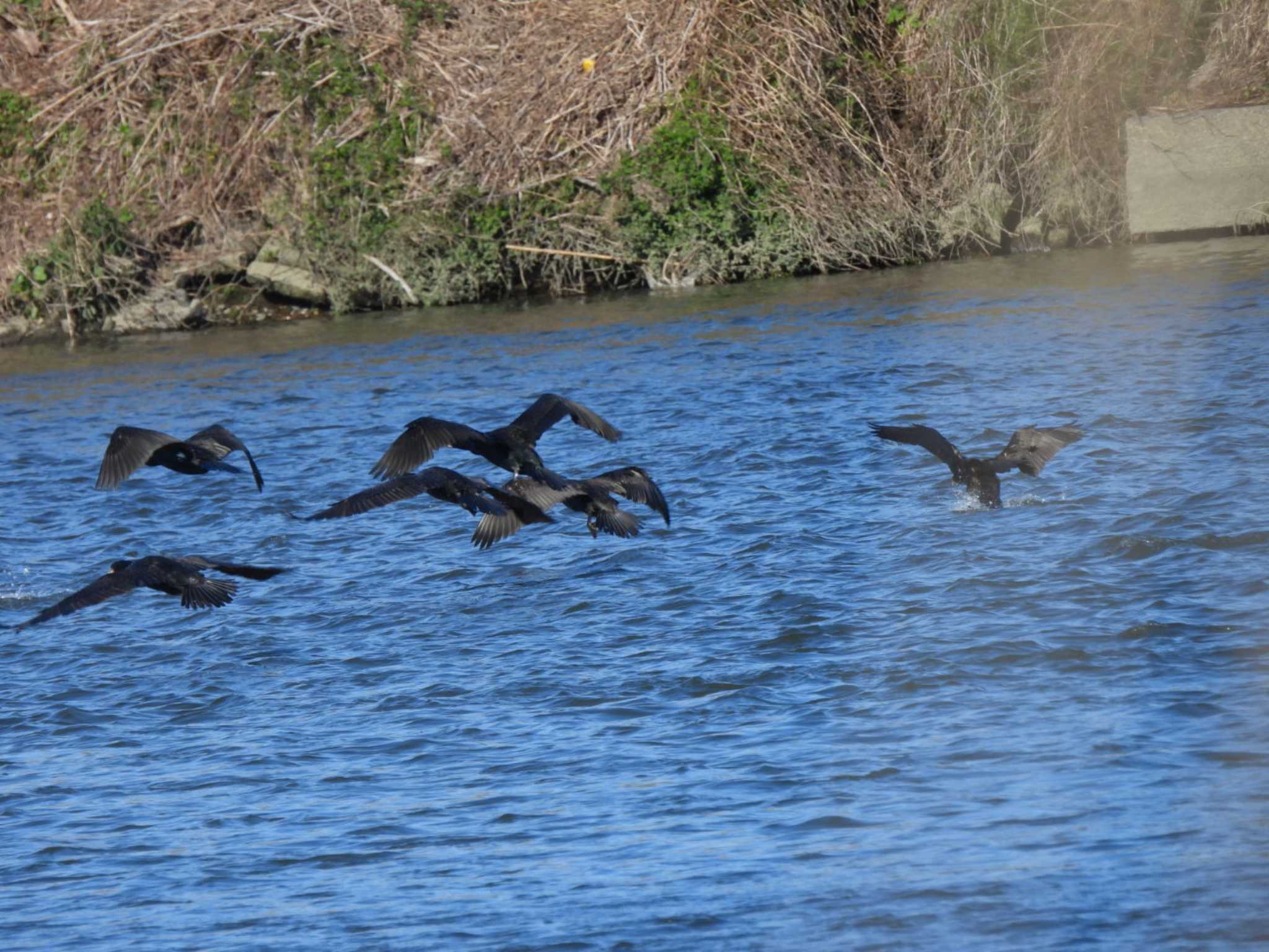 多摩川(ガス橋付近) カワウの写真 by ミサゴ好き🐦