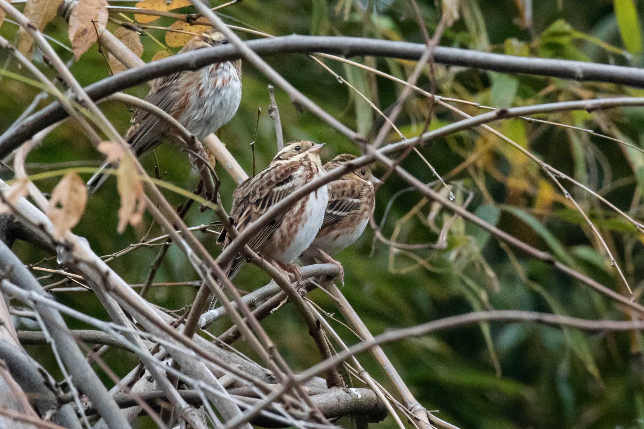 Photo of Rustic Bunting at 馬見丘陵公園 by veritas_vita