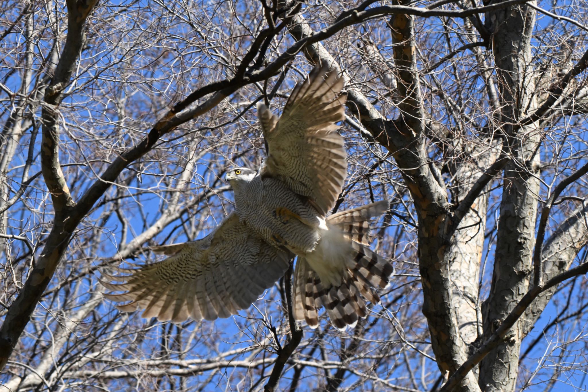 東京都 オオタカの写真 by Osprey