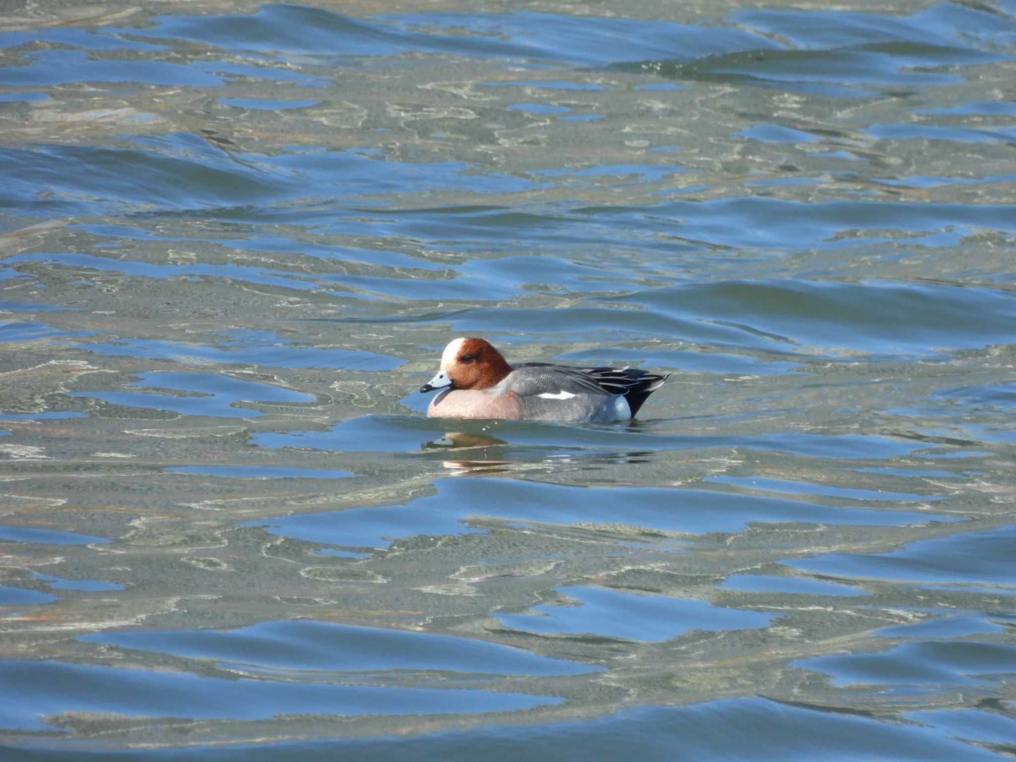 Eurasian Wigeon